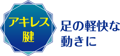 アキレス腱：足の軽快な動きに