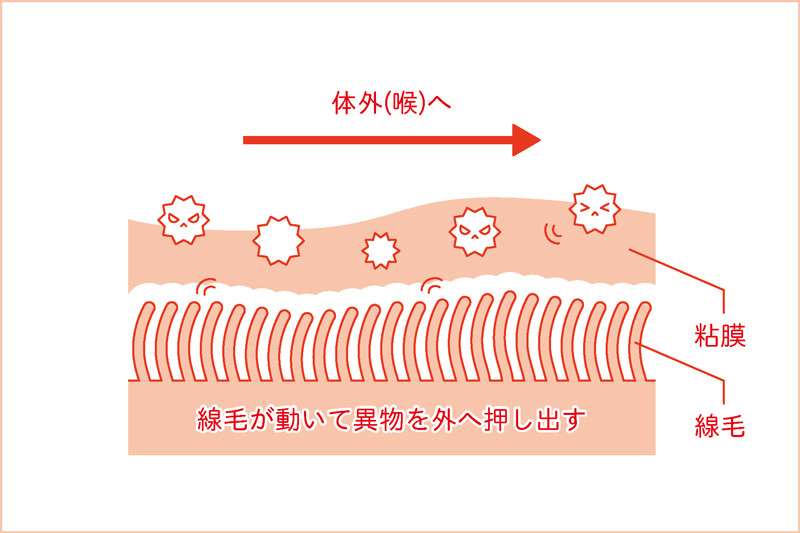 線毛が動くと異物が体外（喉）へ押し出される