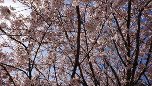 DSC_0175.JPG