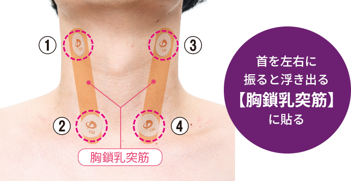 首を左右に振ると浮き出る【胸鎖乳突筋】に貼る