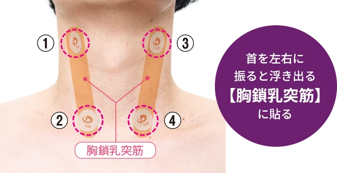 首を左右に振ると浮き出る【胸鎖乳突筋】に貼る